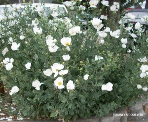 Romneya coulteri - blooming